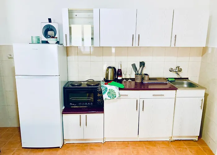 Rose נובי סאד